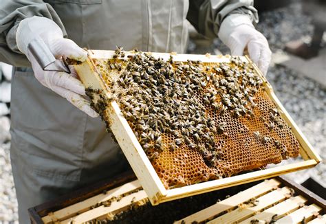 quick guide  starting  beehive