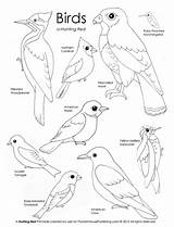 Coloring Hunting Birds Red March sketch template