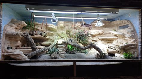 bearded dragons enclosure rherphomes