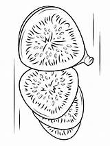 Coloring Pages Figs Fruits Recommended Color Printable sketch template