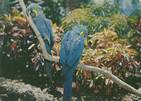vintage travel postcards parrot jungle miami florida