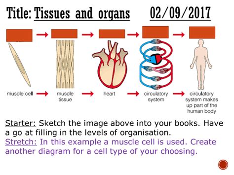 Tissues And Organs Complete Lesson Gcse 1 9 Teaching Resources