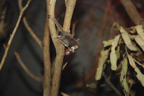 feathertail glider perth zoo