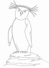 Rockhopper Penguin Deviantart sketch template