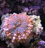 Afbeeldingsresultaten voor Corallimorpharia. Grootte: 176 x 185. Bron: fishbiosystem.ru