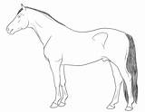 Warmblood Lineart Stallion Deviantart sketch template