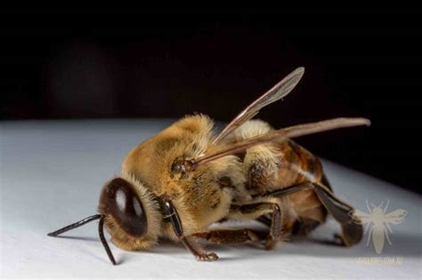 drone honey bee study  macro save  bees australia