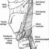 Laryngeal Recurrent Rln Thyroid Nerves Nerve Sln Randolph Parathyroid Glands Saunders Elsevier Permission Philadelphia Reprinted Larynx Outcomes Guideline Clinical Electrophysiological sketch template
