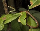 Afbeeldingsresultaten voor Dendrelaphis caudolineatus. Grootte: 140 x 109. Bron: www.flickr.com