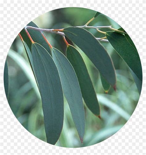 rising demand for eucalyptus oil hd png download