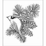 Pine Drawing Cone Cardinal Coloring Pages Christmas Bird Birds Cardinals Branch Cones Printable Ponderosa Outline Winter Creations Stamps Getdrawings Sheets sketch template