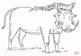 Warthog Coloring Pages Draw Clipart Drawing Step Printable Color Drawings sketch template