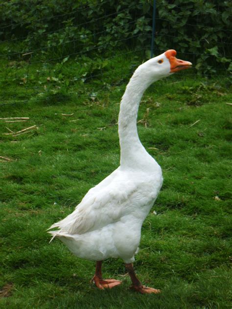 white chinese goose farm animals animals  pets geese breeds birds  prey song bird