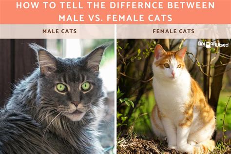 male  female cats    difference  personality excited cats sexiezpix web porn