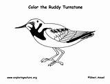 Turnstone Ruddy Coloring sketch template