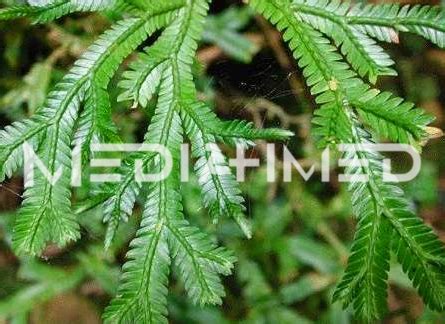 manfaat obat herbal tumbuhan cakar ayam mediahmed
