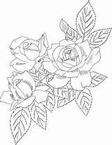 Pages Coloring Rose Bush Getcolorings sketch template