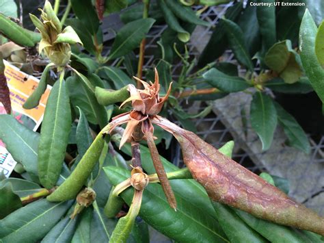 tennessee gardeners urged  monitor rhododendron plants ucbj upper