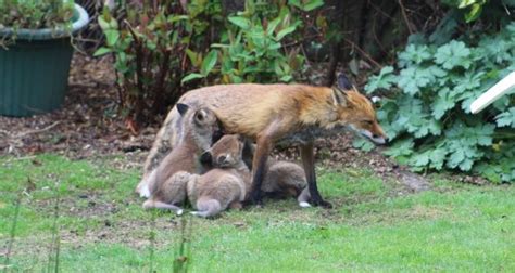 how long will my foxes stay readers nature queries