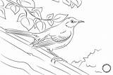 Burung Mewarnai Sketsa Diwarnai Tk Paud Papan Mockingbird Hewan Marimewarnai sketch template