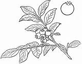 Blueberry Clipart Bush Outline Clip Drawing Blueberries Cliparts Etc Tree Library Medium Blueberr Usf Edu Getdrawings Small Original Large sketch template