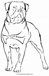 Rottweiler Hunde Malvorlage Gratismalvorlagen sketch template