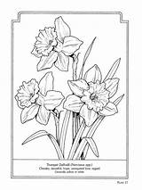 Coloring Daffodil Drawing Line Pages Flower Flowers Book Adult Drawings Colouring Daffodils 塗り絵 Language Books Printable Sketches Dover 水仙 Tattoos sketch template