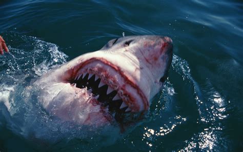 Woman Survives Rare Great White Shark Attack In Sydney S Botany Bay