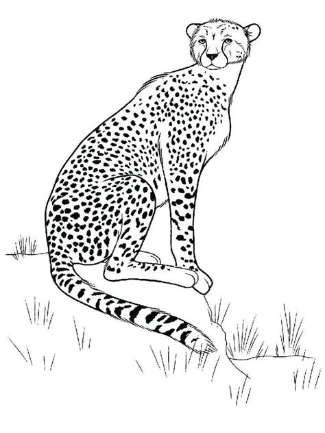 cheetah coloring pages  cute cheetah coloring pages ideas zebra