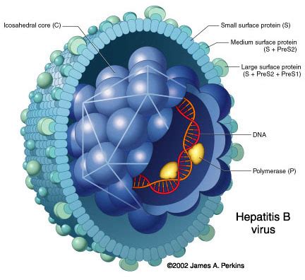 viral hepatitis      hav hbv hcv doctor tipster
