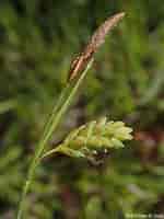 Image result for Carex_limosa. Size: 150 x 200. Source: www.minnesotawildflowers.info