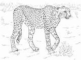 Cheetah Realistic Gepard Sketsa Binatang Buas Kolorowanka Gambarcoloring Mewarnai Kolorowanki Guepard Hewan Raubkatzen Zwierzęta Druku Afryki sketch template