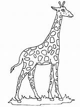 Giraffe Coloring Pages Gaddynippercrayons sketch template