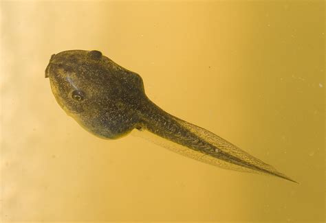 filelitoria ewingii tadpolejpg wikipedia