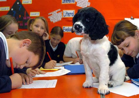 youre   teachers pet dog   classroom assistant daily