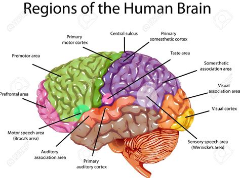diagram  human brain system coordstudenti