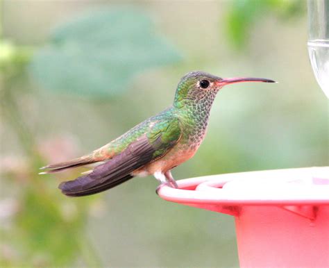 buff bellied hummingbird song call voice sound