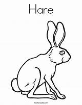 Coloring Hare Pages Arctic Colouring Color Rabbit Popular Getcolorings Twistynoodle Change Template sketch template
