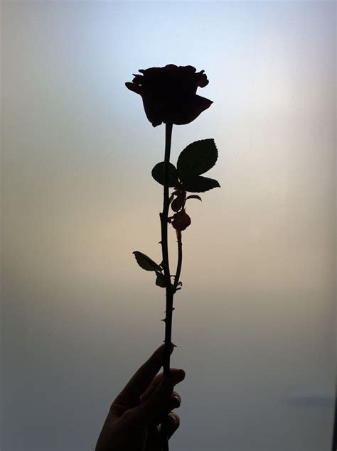 red    darkest shadow photography redrose shadow rose silhouette photography