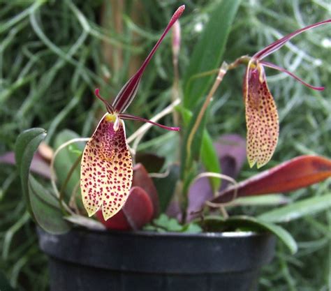 restrepia elegans orchidsit