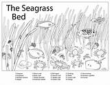 Coloring Seagrass Educator Resources Northeastern Key sketch template
