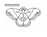 Cecropia Moth sketch template