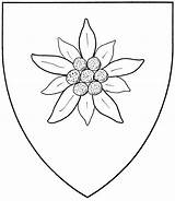 Edelweiss Flower Drawing Sketch Mistholme Columbine Drawings Flowers Getdrawings Paintingvalley Types Haplogroup Badge Shield Subclade Interest Any Accepted Dra sketch template