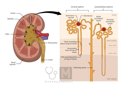 anatomy   nephron vascular  filtration pathways human anatomy