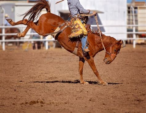 cowboy rides bucking rodeo horse stock photo image  competition
