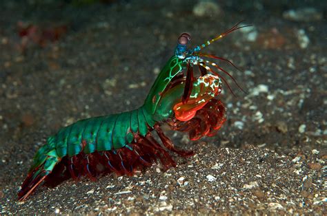 mantis shrimp deadly punch inspires science  fish blog