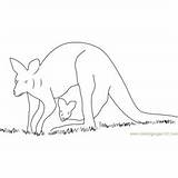 Kangaroo Coloring Western Grey Fighting Play Pages Coloringpages101 Kids sketch template