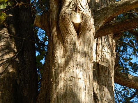 All About The Eastern Red Cedar