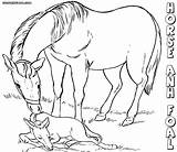 Horse Coloring Baby Pages Print Animal sketch template