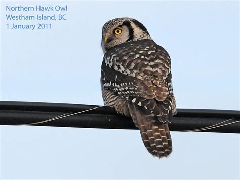 northwest nature notes  hawk   owls